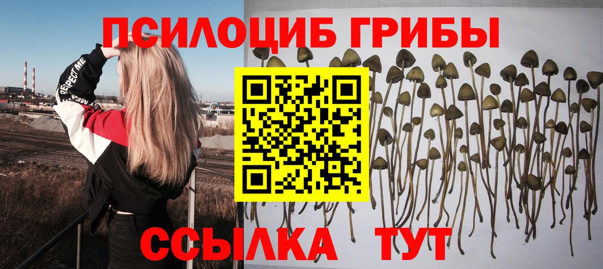 Галлюциногенные грибы Psilocybe Вязники